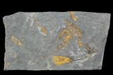Ordovician Crinoid & Carpoid Fossil - Kaid Rami, Morocco #102838-1